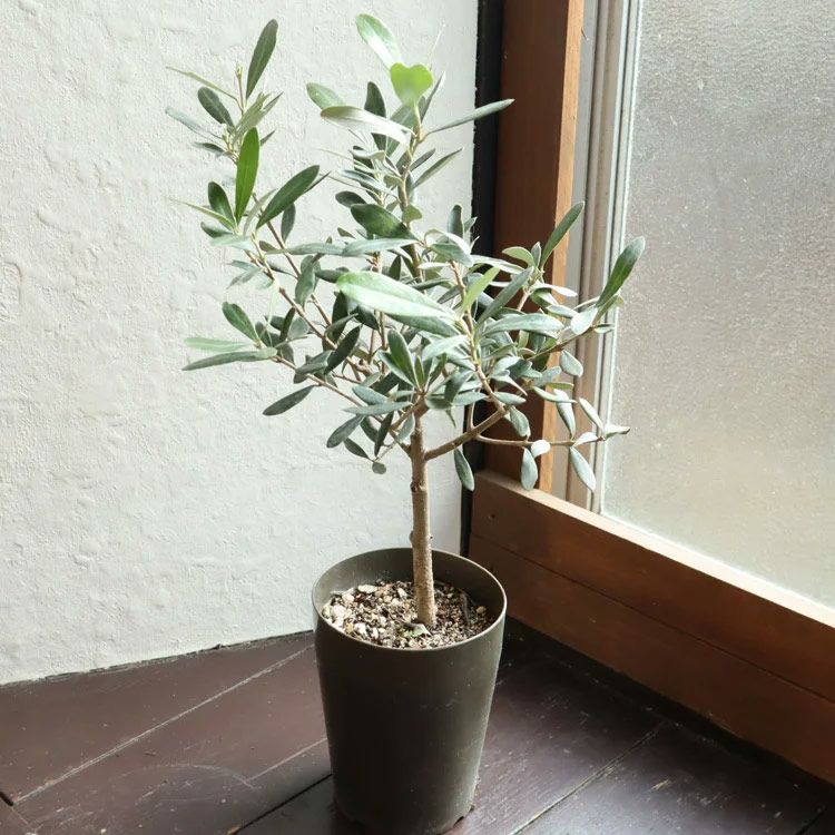 観葉 オリーブの木SOUJU オリーブ 3号 品種おまかせお届け FKTK