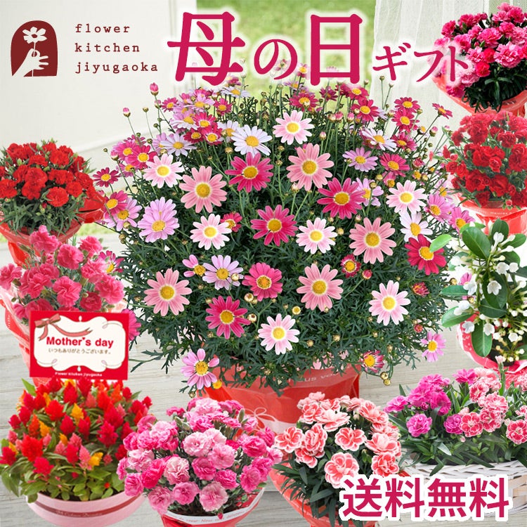 母の日 選べる花鉢