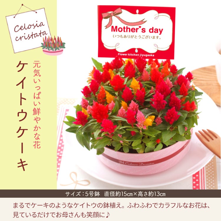 最短発送】遅れてごめんね 母の日 選べる花鉢 カーネーション