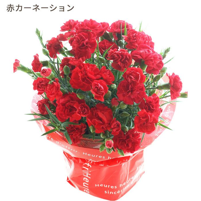 赤カーネーション