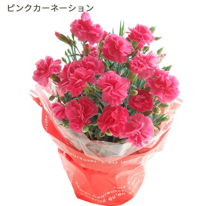 ピンクカーネーション