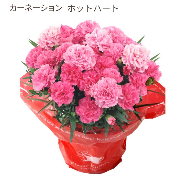 カーネーション ホットハート