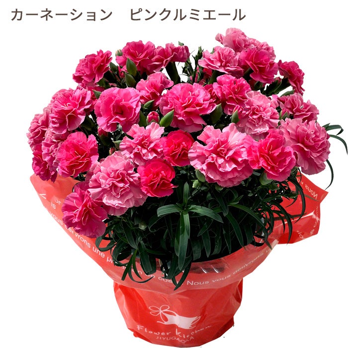 カーネーション ピンクルミエール
