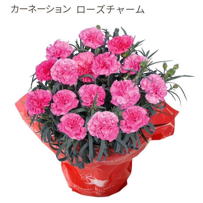 カーネーション　ローズチャーム
