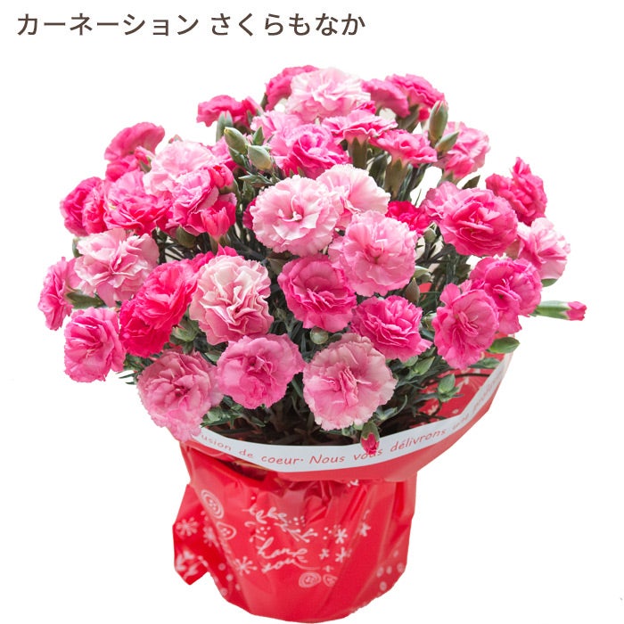 カーネーション　さくらもなか

