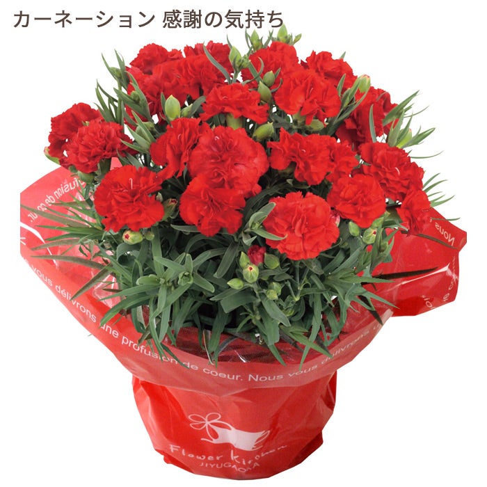 カーネーション 感謝の気持ち