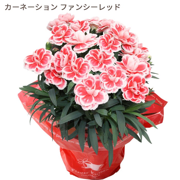 カーネーション　ファンシーレッド
