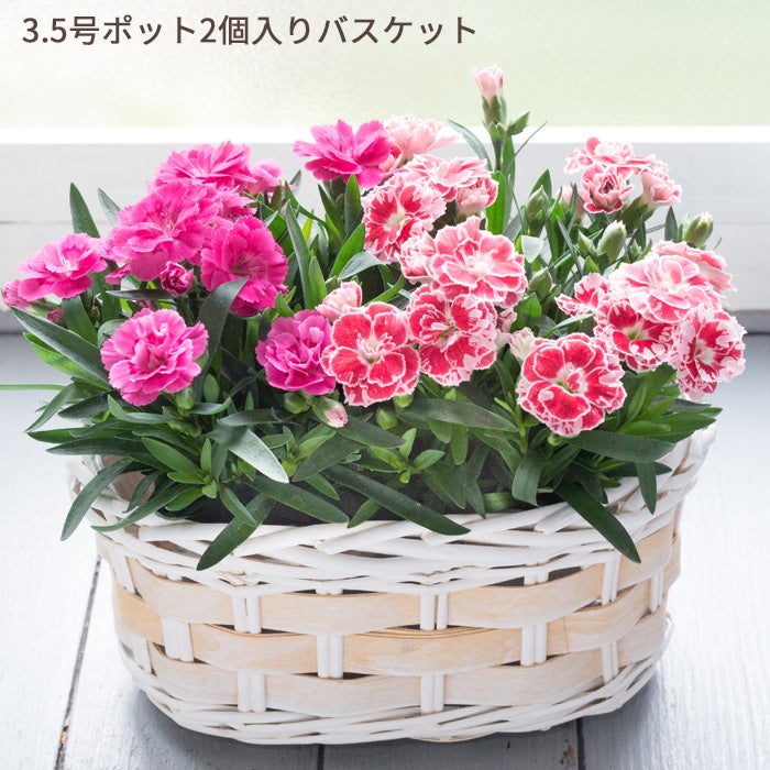 カーネ3.5号ポット2個入バスケット