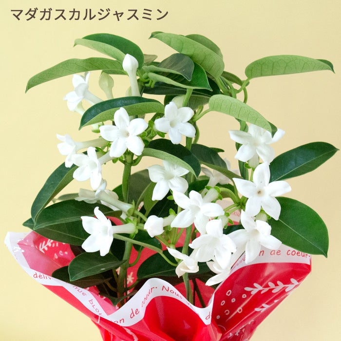 マダガスカルジャスミン