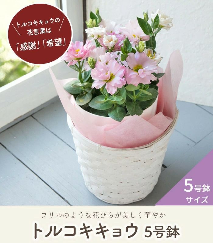 敬老の日ギフト 2025 選べる花鉢とスイーツセット FKKE | Flower