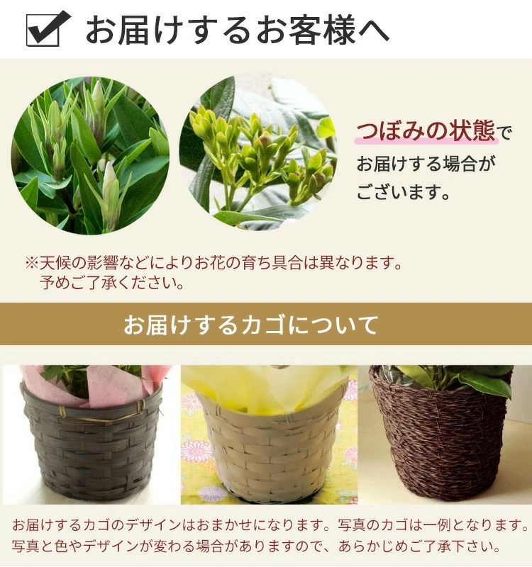 敬老の日ギフト 2025 選べる花鉢とスイーツセット FKKE | Flower