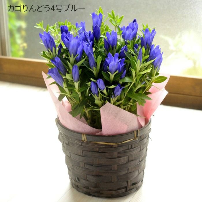 敬老の日限定りんどう鉢
