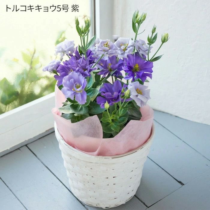 敬老の日限定鉢植え