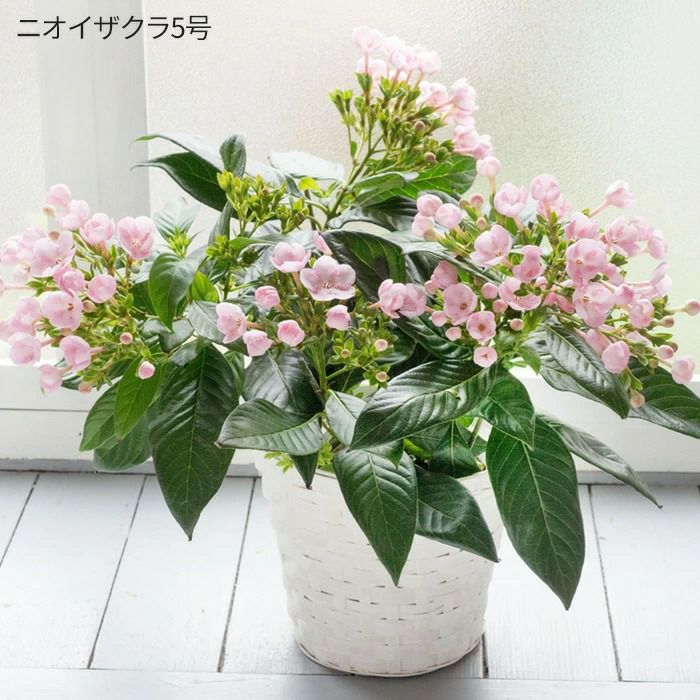 ニオイザクラ