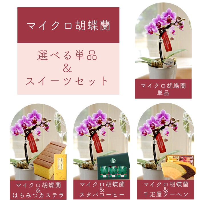 母の日 ギフト マイクロ胡蝶蘭 ピンク系 選べるスイーツ 花鉢 ギフト