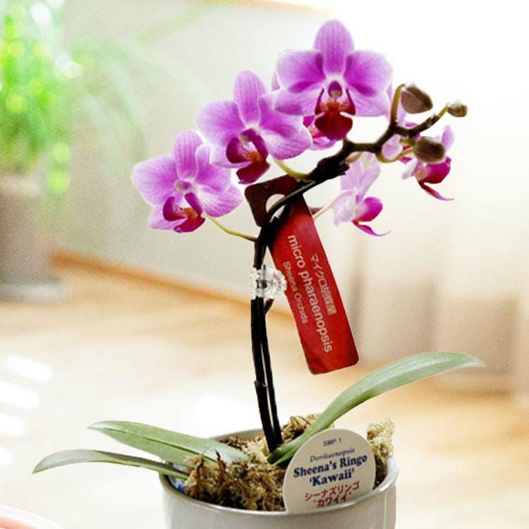 マイクロ胡蝶蘭