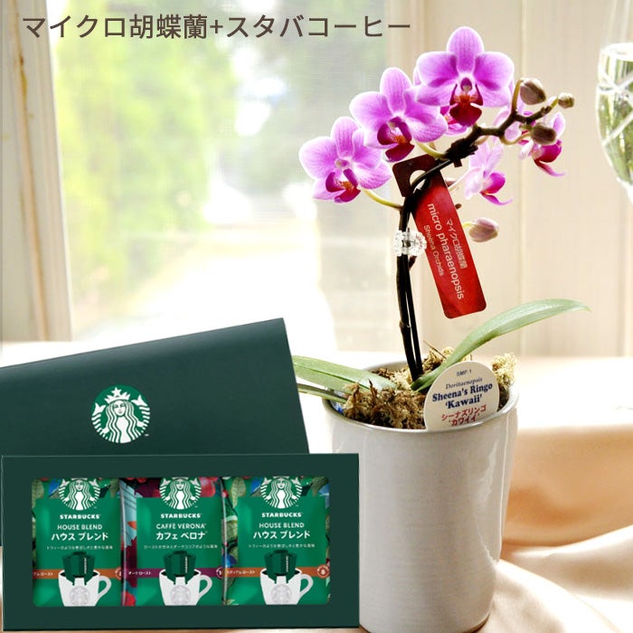 胡蝶蘭　生花　花鉢 胡蝶蘭 鉢植え 母の日ギフト 花鉢 かわいい胡蝶蘭 お祝い 開店祝い 花
