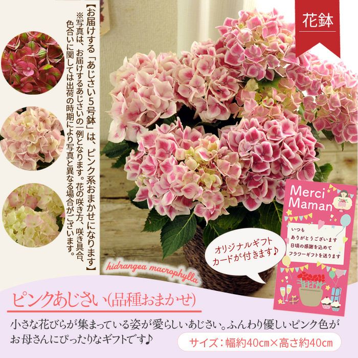 2026 フラワーギフト 紫陽花 お菓子 ギフト 2026年の父の日に贈るフラワーギフト 父の日の由来やおすすめの花をご紹介します BLOG
