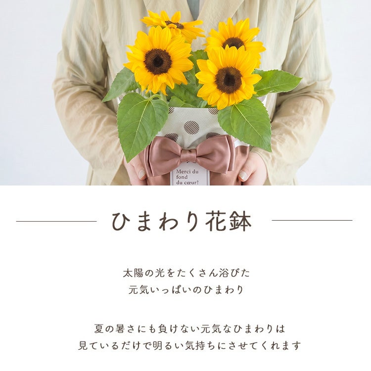 父の日限定ギフト ひまわり花鉢 選べるスイーツセット 2026 FKPP