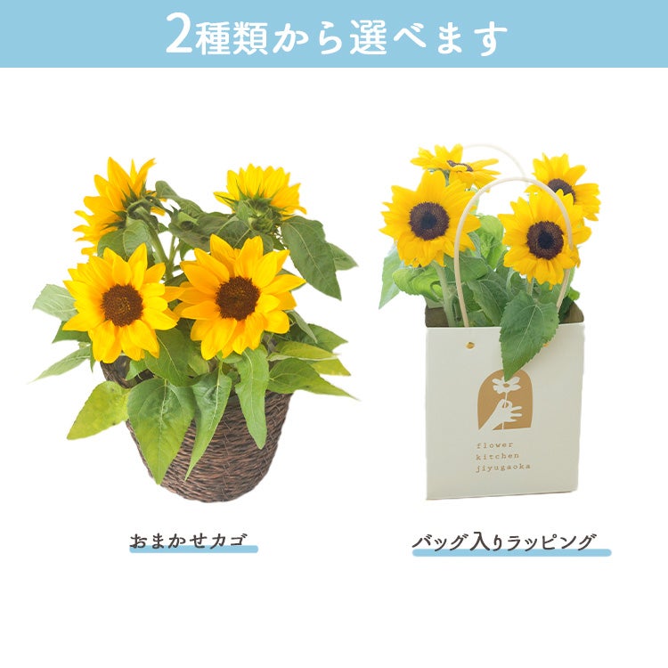 父の日限定ギフト ひまわり花鉢 選べるスイーツセット 2026 FKPP
