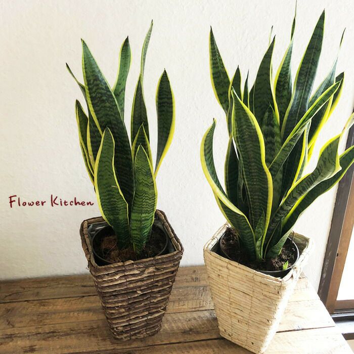 観葉植物 サンスベリア6号鉢 バナナ四角カゴ