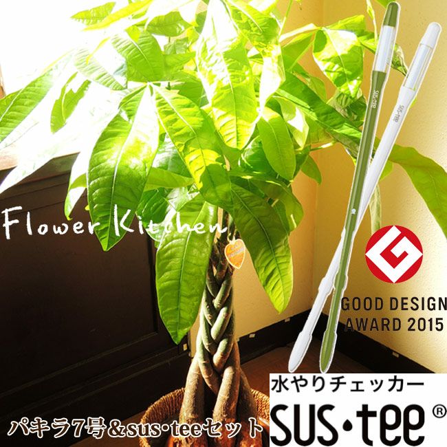 パキラ8号鉢×サスティー