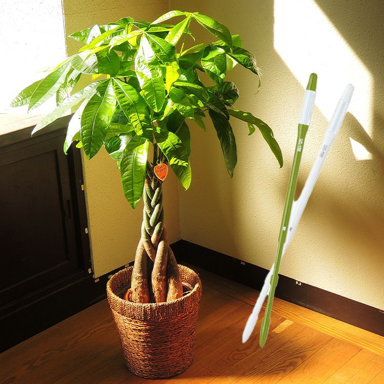 観葉植物 パキラ7号鉢＋サスティー