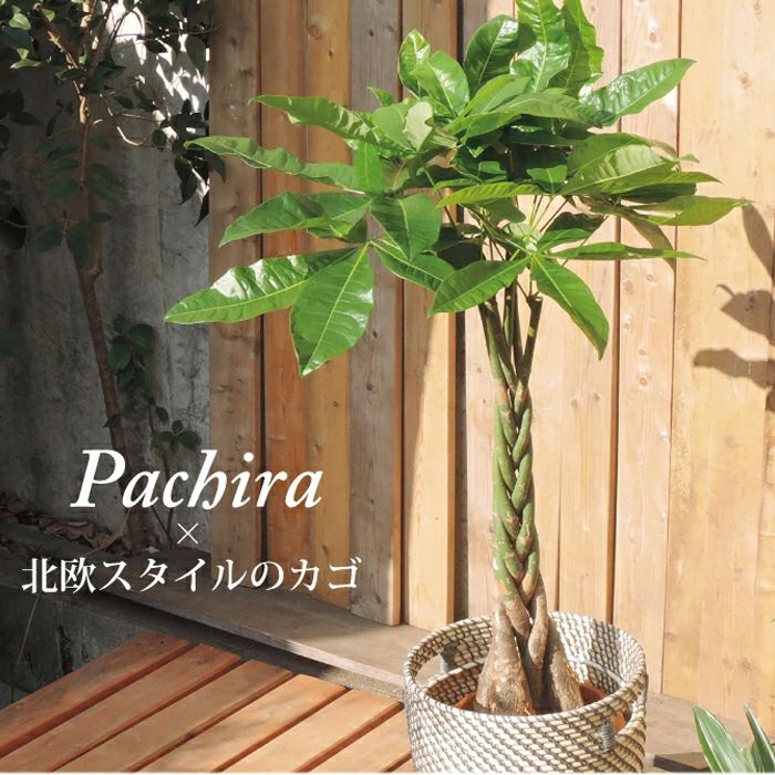 観葉植物 パキラ 7号 + IKEA ローグコルン 鉢カバー FKTK | Flower