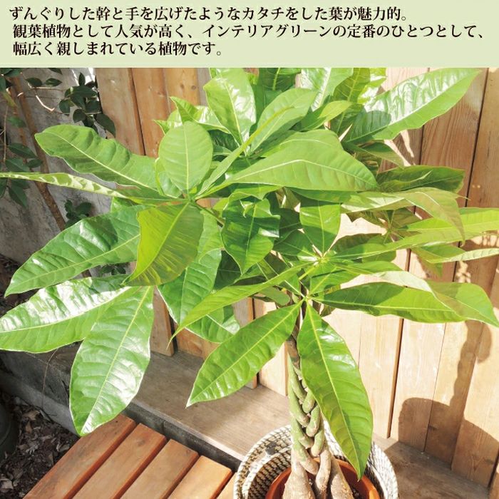 観葉植物 パキラ 7号 + IKEA ローグコルン 鉢カバー FKTK | Flower