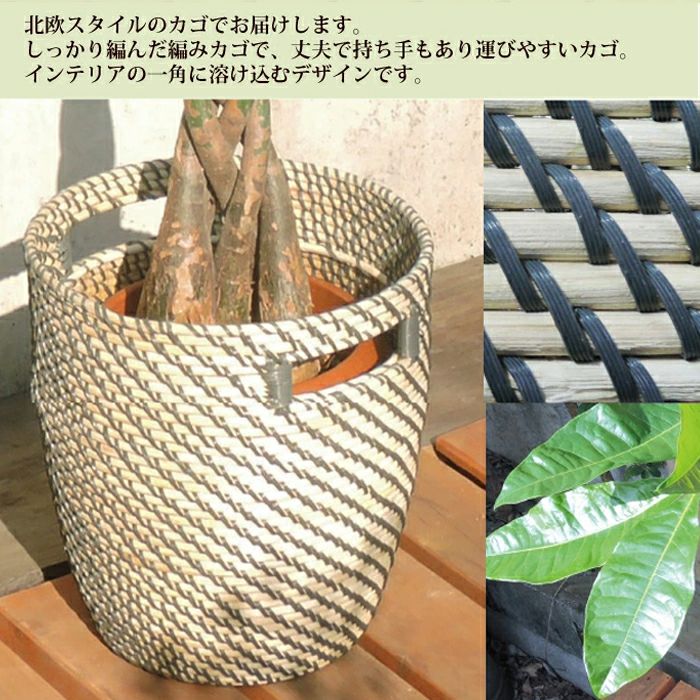 観葉植物 パキラ 7号 + IKEA ローグコルン 鉢カバー FKTK | Flower