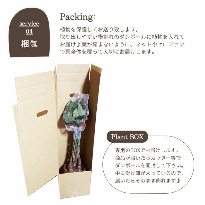 観葉植物 パキラ 7号 + IKEA ローグコルン 鉢カバー FKTK | Flower