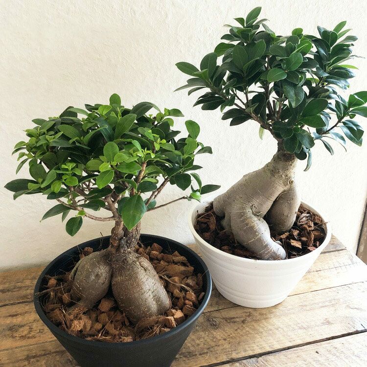 観葉植物観葉植物 ガジュマル7寸 浅鉢 セラート鉢 FKTK | Flower