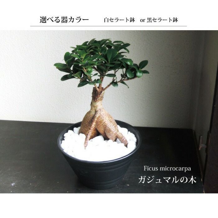観葉植物観葉植物 ガジュマル7寸 浅鉢 セラート鉢 FKTK | Flower