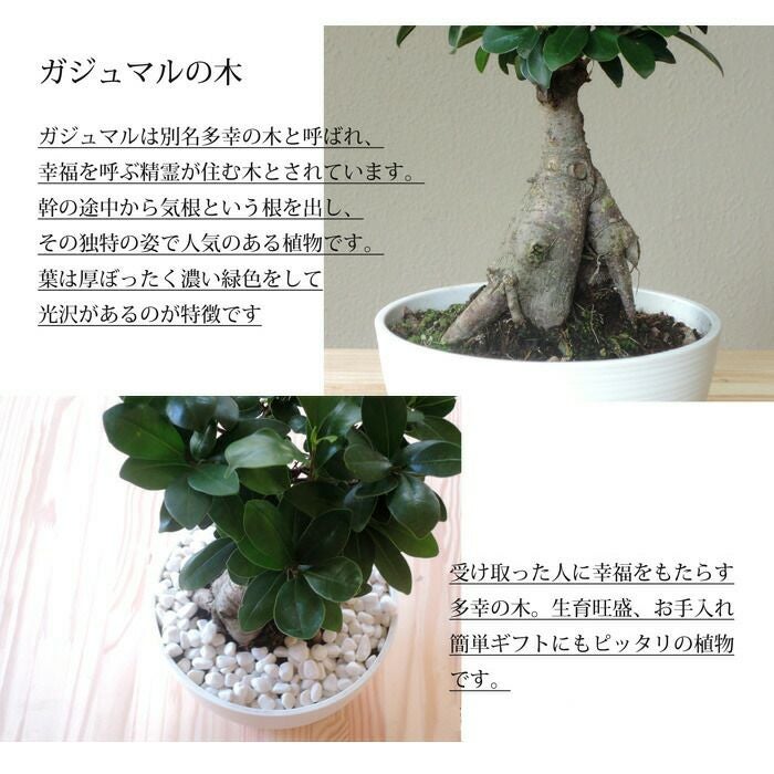 観葉植物 ガジュマル7寸 浅鉢 セラート鉢 FKTK | Flower Kitchen