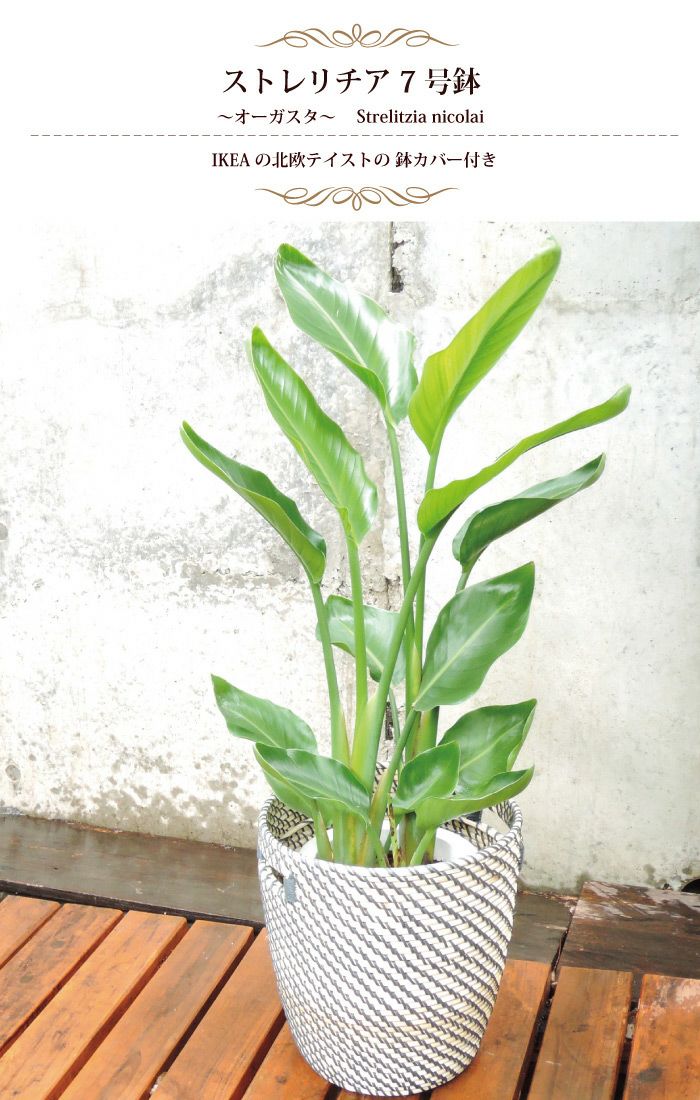 観葉植物ストレリチアオーガスタ 7号鉢+IKEA 北欧テイスト かご付き