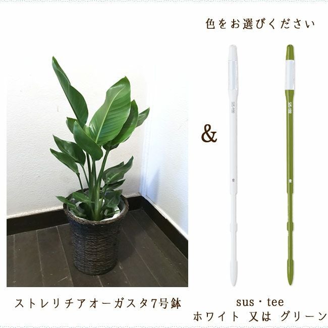 観葉植物 ストレリチアオーガスタ7号 + 選べるカラー サスティーL FKTK