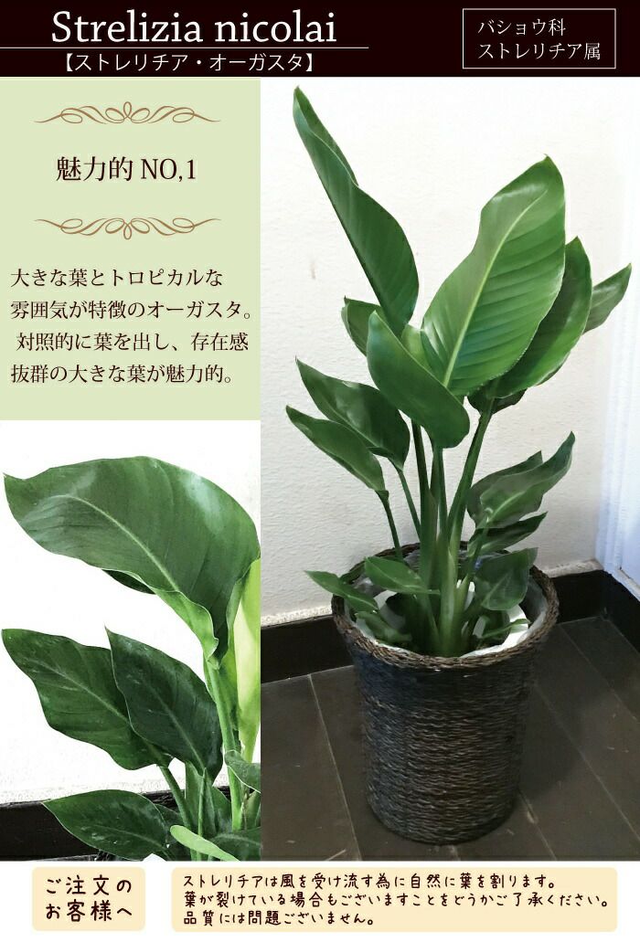 観葉植物 ストレリチアオーガスタ7号 + 選べるカラー サスティーL FKTK