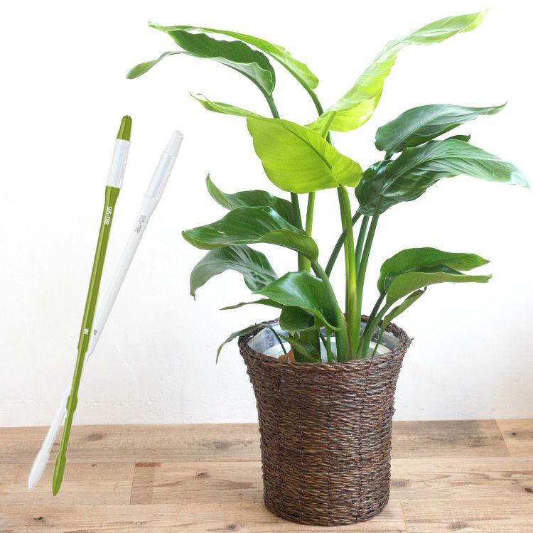 観葉植物 ストレリチアオーガスタ7号 + 選べるカラー サスティーL FKTK