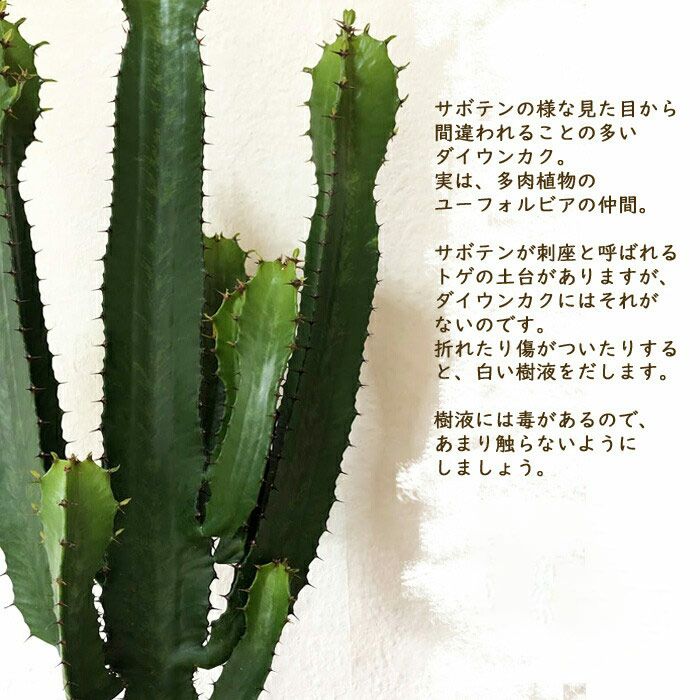 観葉植物大雲閣7号鉢 ユーフォルビア ダイウンカク FKTK | Flower