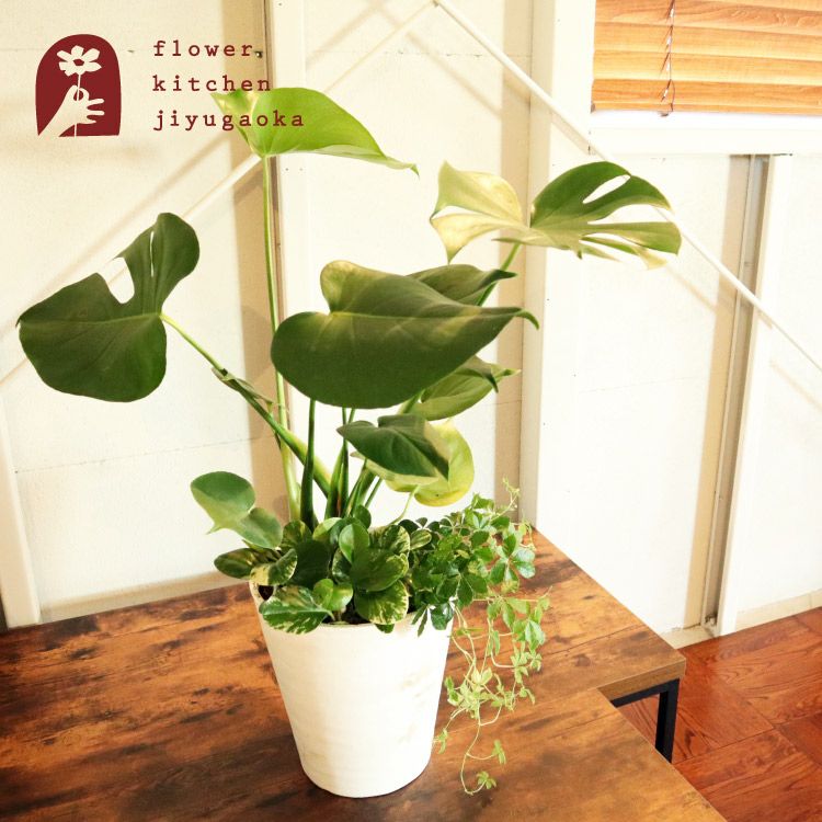 選べる観葉植物 8号鉢 ミニ観葉の寄せ植え インテリアグリーン FKTK 選べる観葉植物 8号鉢 ミニ観葉の寄せ植え インテリアグリーン FKTK