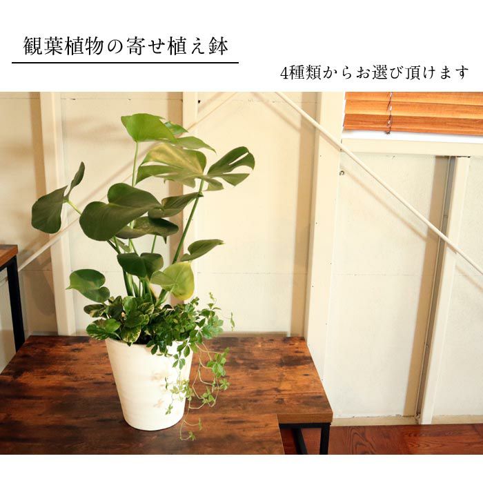 選べる観葉植物 8号鉢 ミニ観葉の寄せ植え インテリアグリーン FKTK