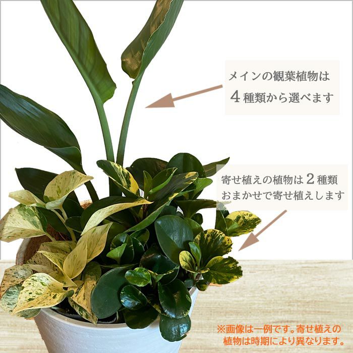 選べる観葉植物 8号鉢 ミニ観葉の寄せ植え インテリアグリーン FKTK