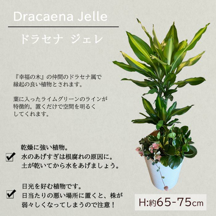 選べる観葉植物 8号鉢 ミニ観葉の寄せ植え インテリアグリーン FKTK 選べる観葉植物 8号鉢 ミニ観葉の寄せ植え インテリアグリーン FKTK