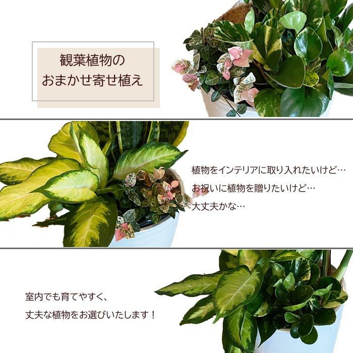 選べる観葉植物 8号鉢 ミニ観葉の寄せ植え インテリアグリーン FKTK