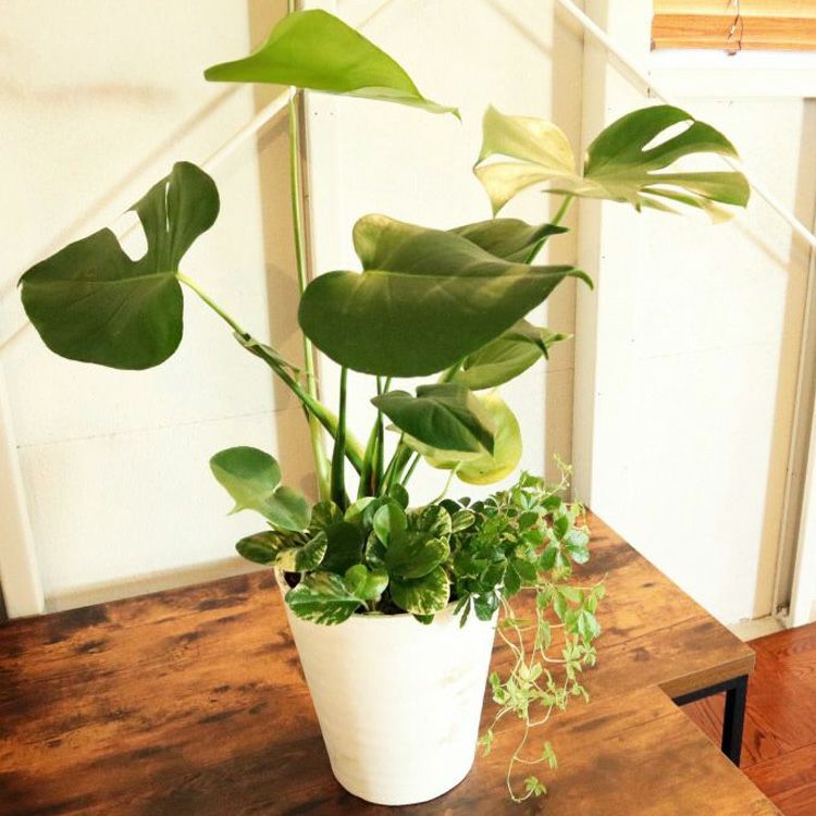 選べる観葉植物 8号鉢 ミニ観葉の寄せ植え