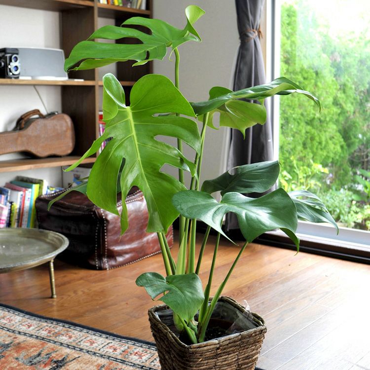 観葉植物 モンステラ 鉢植え 6号鉢 四角カゴ