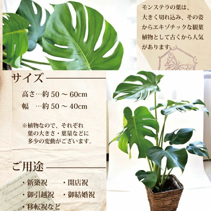 観葉植物 モンステラ 鉢植え 6号鉢 四角カゴ FKTK | Flower Kitchen