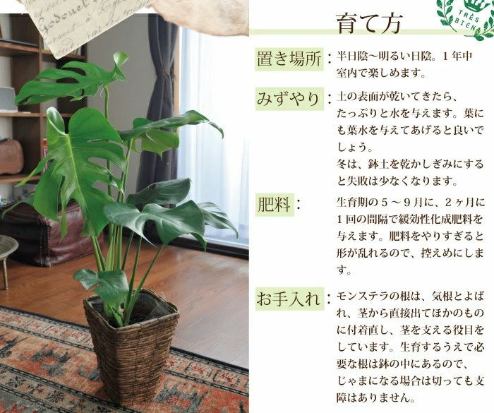 観葉植物 モンステラ 鉢植え 6号鉢 四角カゴ FKTK | Flower Kitchen