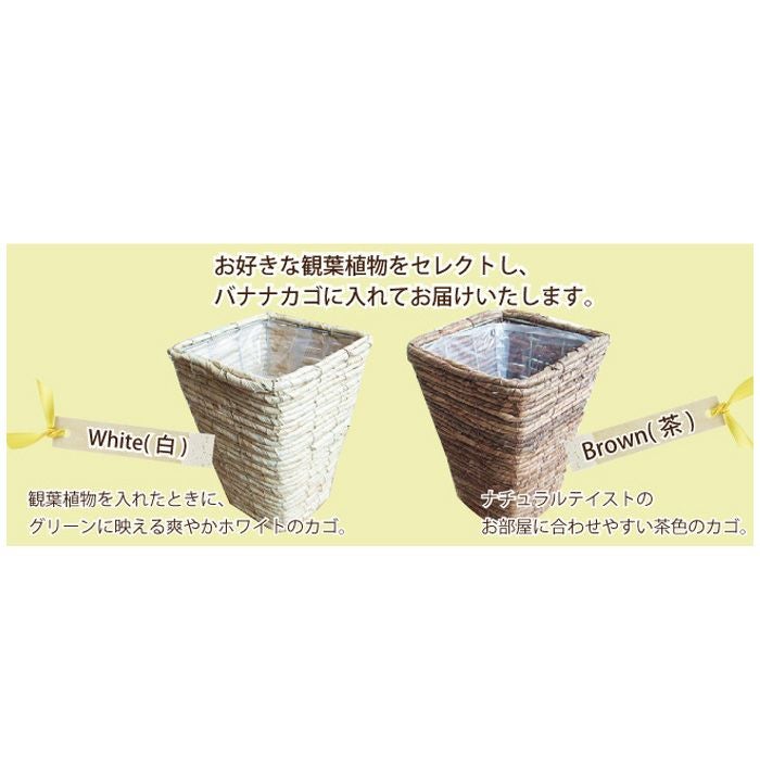 かこたん 【特級品】サンスベリア4号鉢 【特級品】モンステラタイコン 6号 観葉植物 モンステラ 鉢植え 6号鉢 四角カゴ FKTK | Flower Kitchen