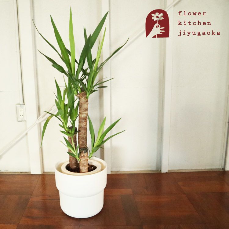 観葉植物 ユッカ 7号鉢 + IKEA フォーレンリグ 鉢カバー FKTK | Flower